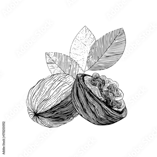 Detailed hand drawn walnut illustration for food blog or recipe design with leaves and half walnut 100 char