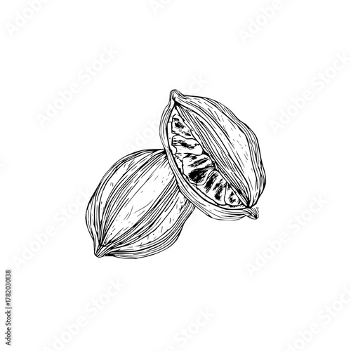 Cardamom pods spice drawing botanical illustration culinary herb ingredient flavor aromatic seasoning 100