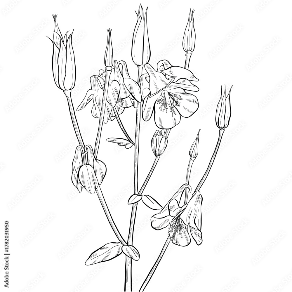 Obraz premium Line Art Drawing of Columbine Flowers