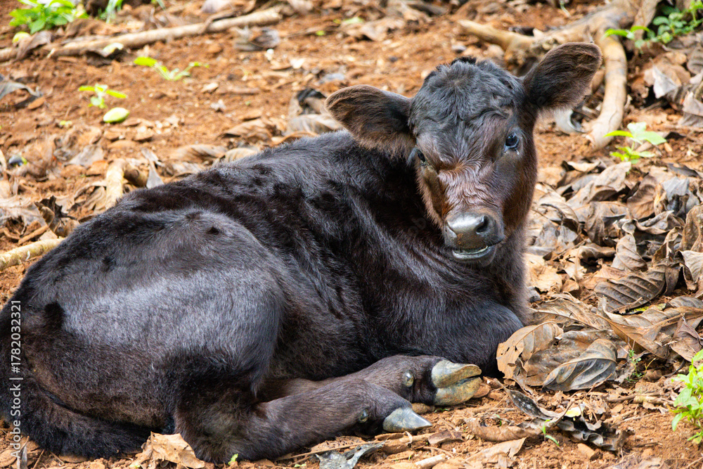Fototapeta premium Adorable Newborn Black Calf Resting in an Earthen Field