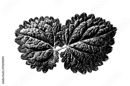 Mystic Evergreen: Timeless Beauty Nature's Artistry | Clean, isolated vector art for creative projects.