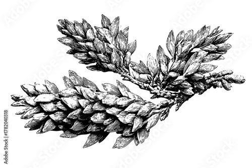 Ethereal Evergreen: Juniper Branchlet's Enchanting Allure | Clean, isolated vector art for creative projects.