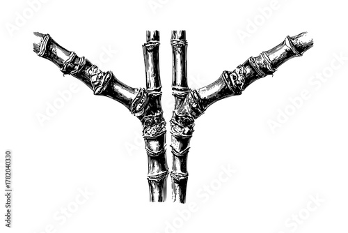 Intricate Branch Design: Japanese Knotweed Stem Artistry | Clean, isolated vector art for creative projects.