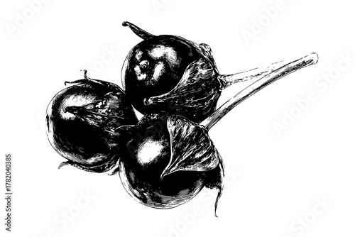 Fruits Vine: Still Life Nature's Bounty | Clean, isolated vector art for creative projects.