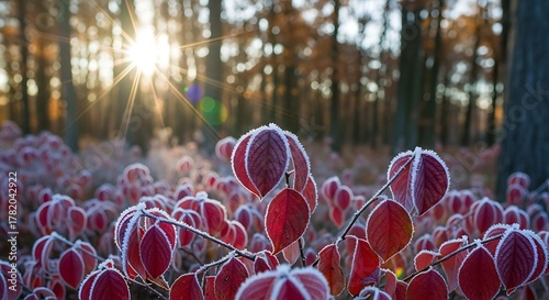 Wallpaper Mural Beautiful frosty red leaves illuminated by the sun in an autumnal forest landscape Torontodigital.ca