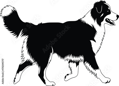 Border Collie vector illustration, black and white dog, walking dog pose, fluffy tail, intelligent breed, active pet, detailed fur drawing