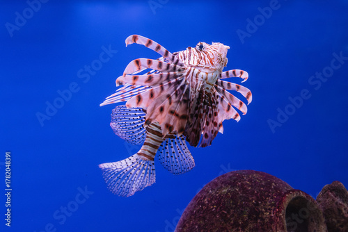 Pterois volitans or red lionfish