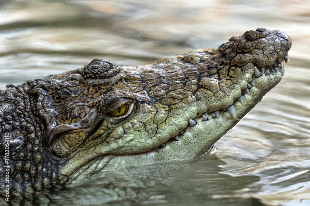 Obraz premium Tête de crocodile du Nil 