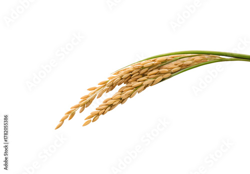 Rice plant panicle bending gracefully, ripe golden kernels clustered densely, fresh green stem attached, isolated on a transparent background
