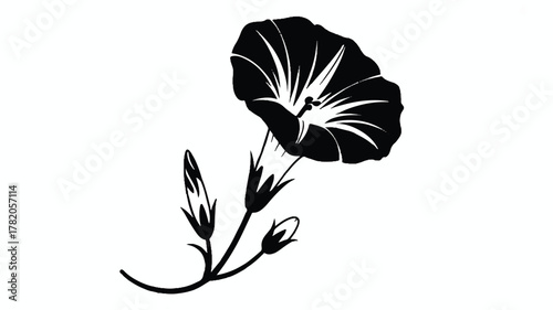 A black and white silhouette illustration of a morning glory flower against a white background.  (1)_traced