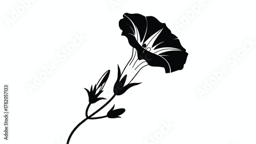 A black and white silhouette illustration of a morning glory flower against a white background.  (3)_traced
