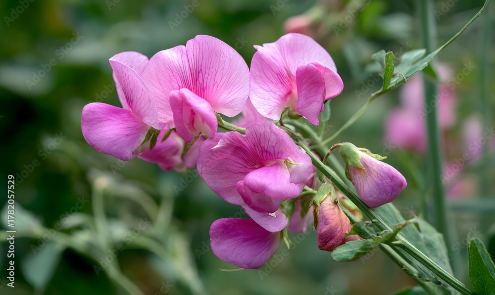 Naklejka premium a pea plant with pink flowers