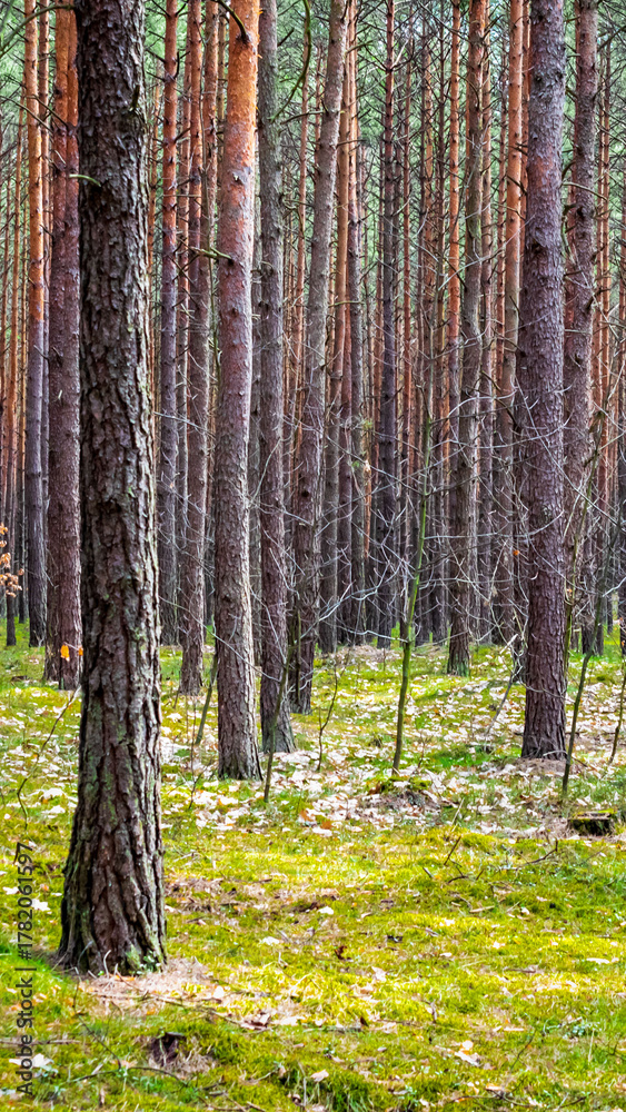 Fototapeta premium pine forest on a beautiful sunny day. landscape