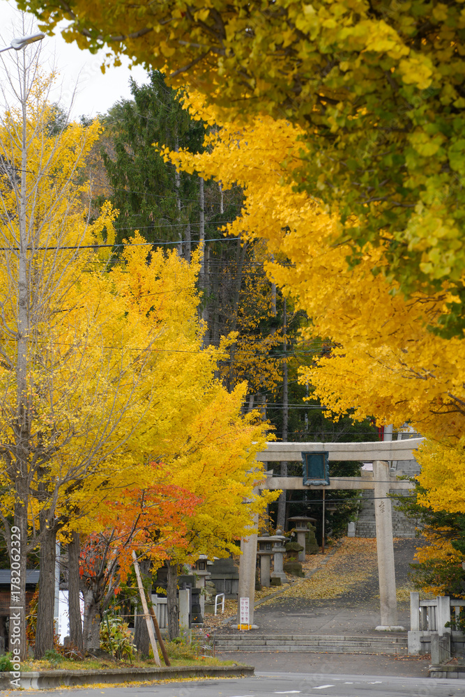 Naklejka premium 黄金色のイチョウに囲まれた神社の鳥居-The torii gate of a shrine surrounded by golden ginkgo trees-