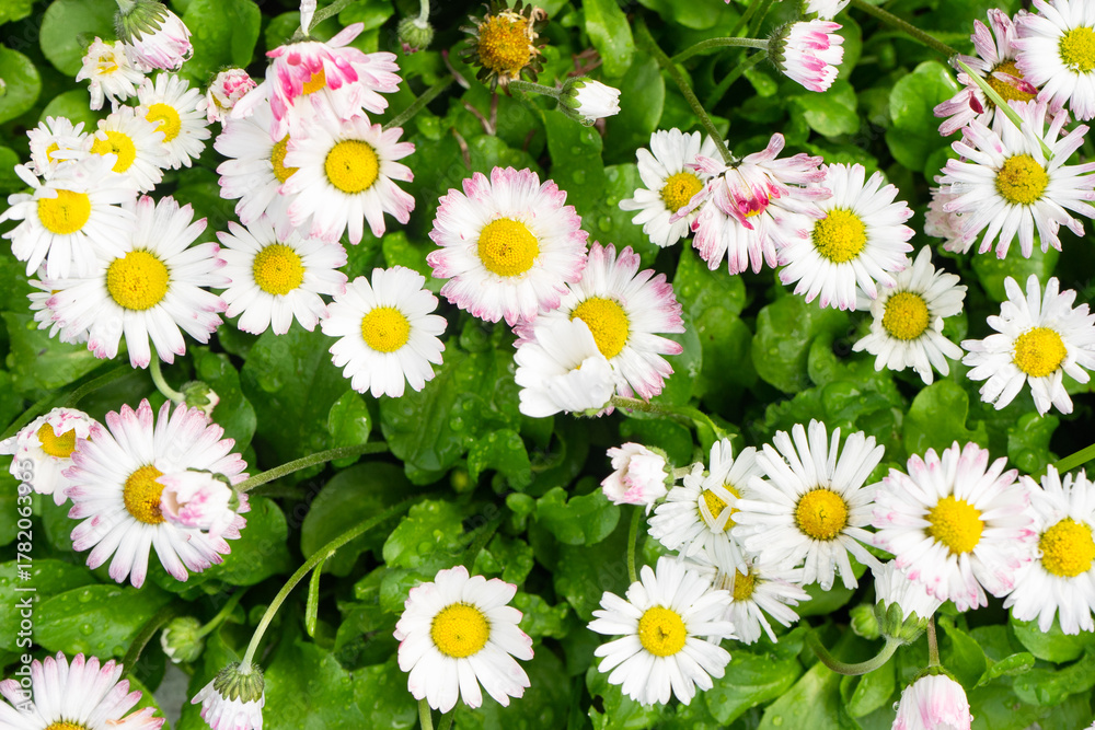 Obraz premium English daisies in a lush green lawn after the rain 