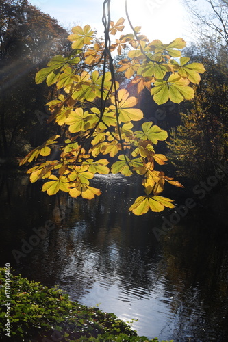 Trees with colorful leaves during foliage in autumn in an old park Lazienki in Warsaw, Poland