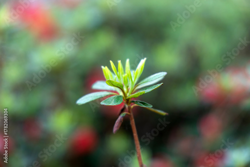 Flower tree young sprouts