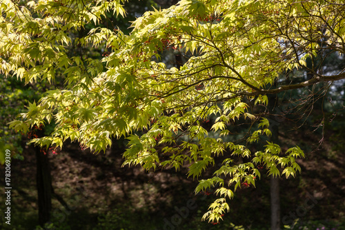 close up of green leaves tree