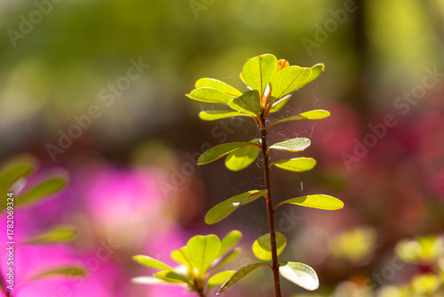 green leaves on a tree