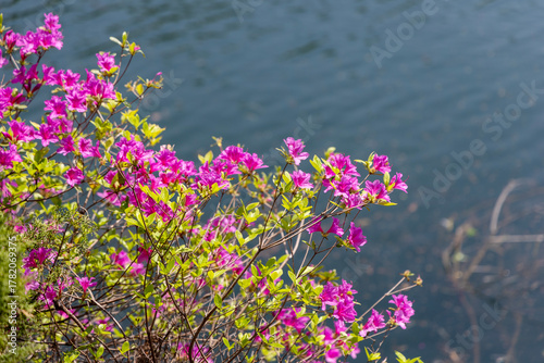 pink flowers in the field