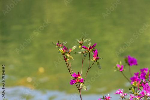 pink flowers in field