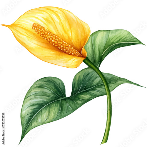Elephant Ear Flower, watercolor painting vector, isolated on a white background.