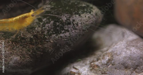 Aquarium neon yellow shrimp Neocaridina heteropoda eating algae on the large stone. Freshwater aquarium tank macro nature.