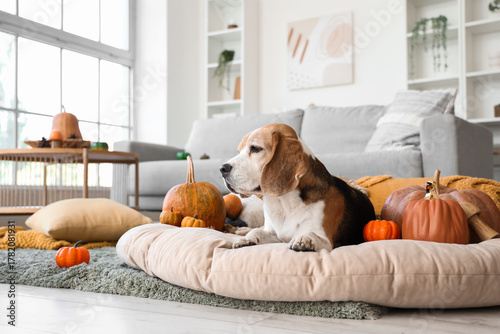 Cute Beagle dog with pumpki...