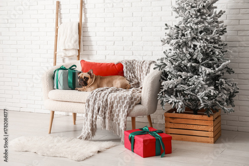 Cute French bulldog with Ch...