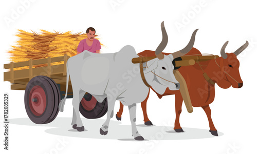 Indian Farmer Riding a Bullock Cart Loaded with Crop
