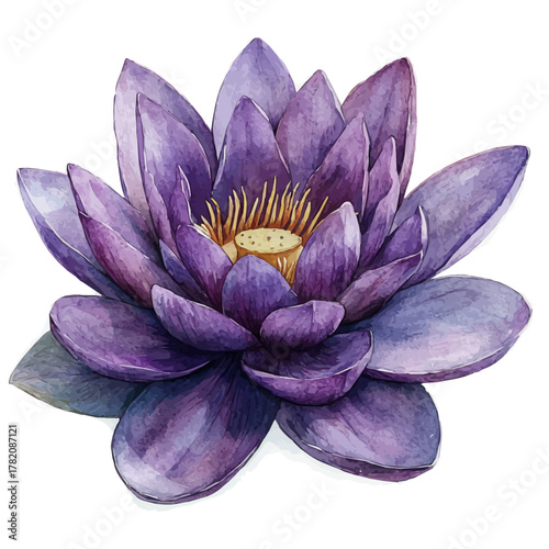 watercolor of Lotus Flower, vector, isolated on a white background.