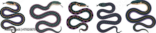 Stylized Garter Snake Vector Set: Striped Blue and Purple Slithering Reptile Collection