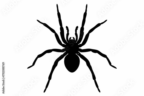spider silhouette vector, spider black icon