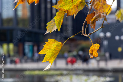 Tree leaves displaying the colors of autumn.