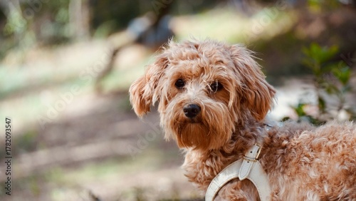 Close-Up of Adorable Small Dog with Messy Hair Looking at Camera Outdoors, Space for Text