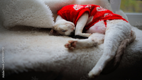 A white Devon Rex kitten sleeps soundly curled up in a red sweater on a windowsill, with its paws stretched out.