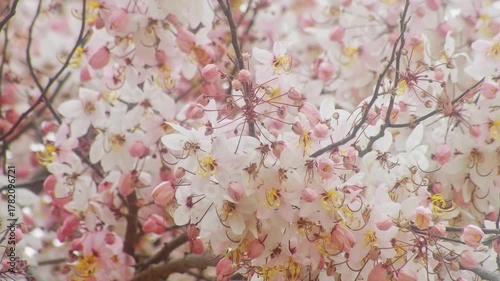 Beautiful Pink Shower Tree (Cassia bakeriana) Canopy Full of White and Pink Blooming Flowers, Peaceful Nature Spring Background Video