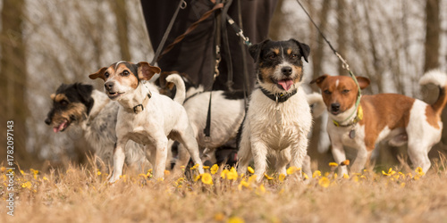 A pack Jack Russell Terrier. Dog sitter is walking with many dogs on a leash in the beautiful nature in the season spring