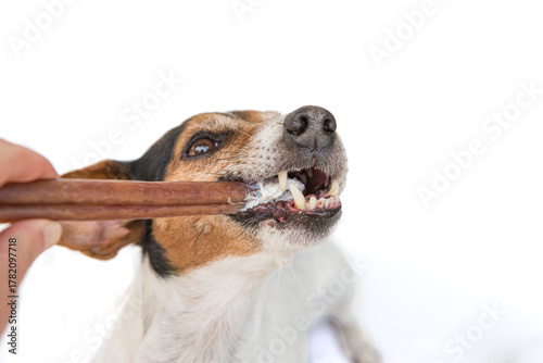 Jack Russell Terrier 10 years old - Cute little dog eats and chews with enjoyment. Doggie isolated against white background