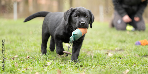 Fotografia 8 week old black Labrador puppy dog is playing with a dummy on a green meadow