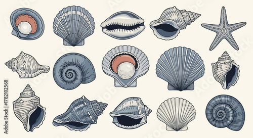 Variety of Seashells and Starfish Illustration Coastal Summer Collection