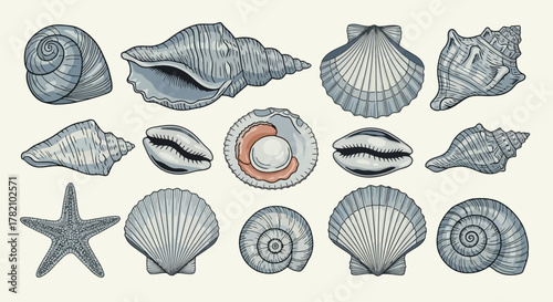 Sea Shells Collection Decorative Vector Graphic of Various Seashells and Starfish