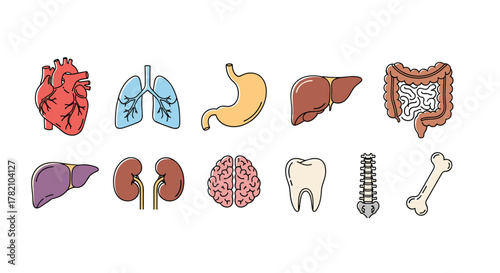 A vibrant and clear vector illustration set featuring essential human internal organs, including the heart, lungs, stomach, liver, intestines, kidneys, and brain, alongside a tooth and a bone, all