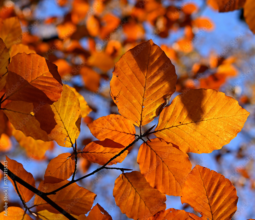 Fototapeta premium Jesienne liście