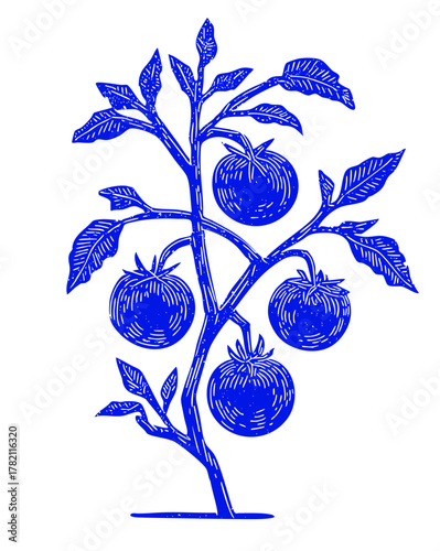 Tomato plant with ripe tomatoes. Vintage linocut block print style vector illustration.