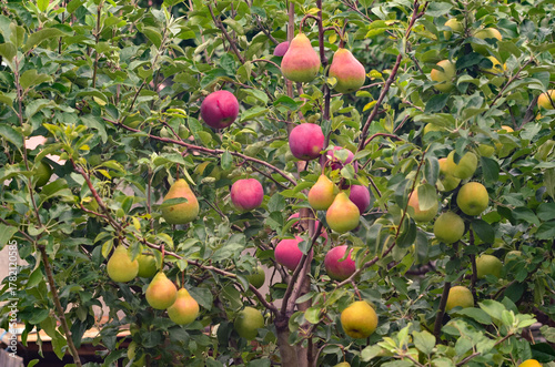 Two varieties of apples and two varieties of pears grafted onto one tree