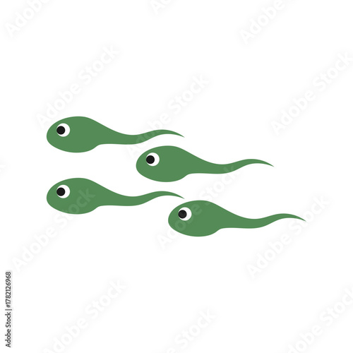 metamorphosis of frog illustration vector