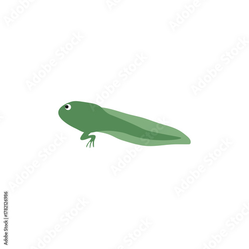 metamorphosis of frog illustration vector