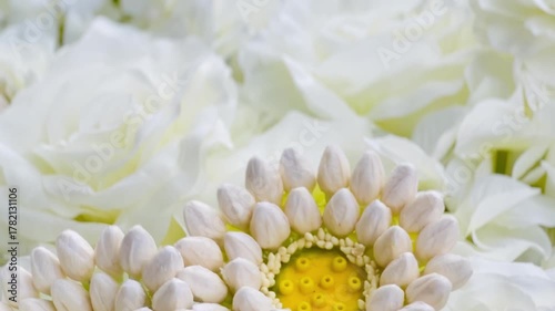 white chrysanthemum flower