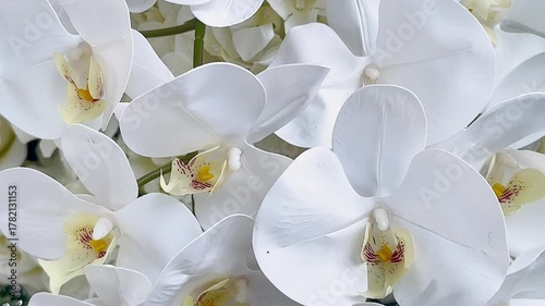 white orchid flower